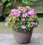  Japanische Azalee Negligee® 25-30cm - Rhododendron Obtusum - Zwerg Alpenrose
