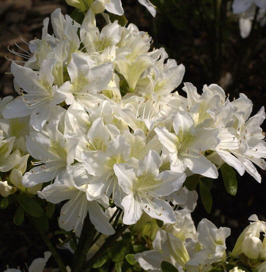  Japanische Azalee Palestrina 15-20cm - Rhododendron Obtusum - Zwerg Alpenrose