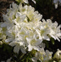  Japanische Azalee Palestrina 15-20cm - Rhododendron Obtusum - Zwerg Alpenrose