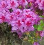 Japanische Azalee Peppina® 20-25cm - Rhododendron Luteum - Zwerg Alpenrose