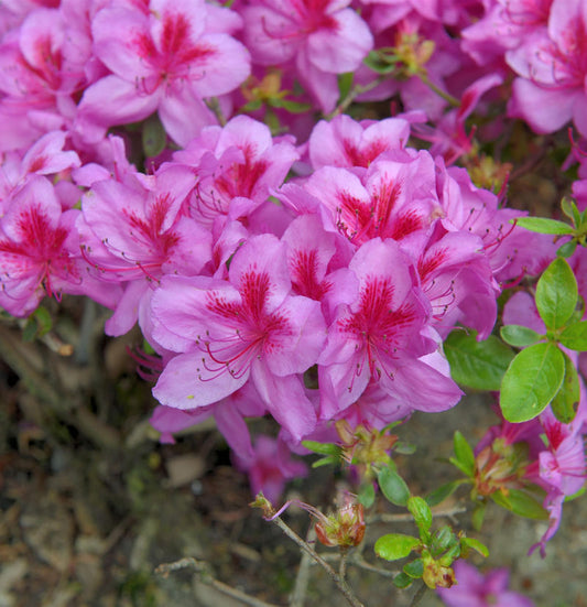  Japanische Azalee Peppina® 40-50cm - Rhododendron Luteum - Zwerg Alpenrose