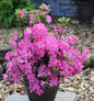  Japanische Azalee Petticoat® 15-20cm - Rhododendron Obtusum - Zwerg Alpenrose