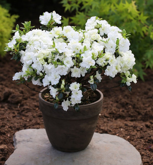  Japanische Azalee Schneewittchen 25-30cm - Rhododendron Obtusum - Zwerg Alpenrose