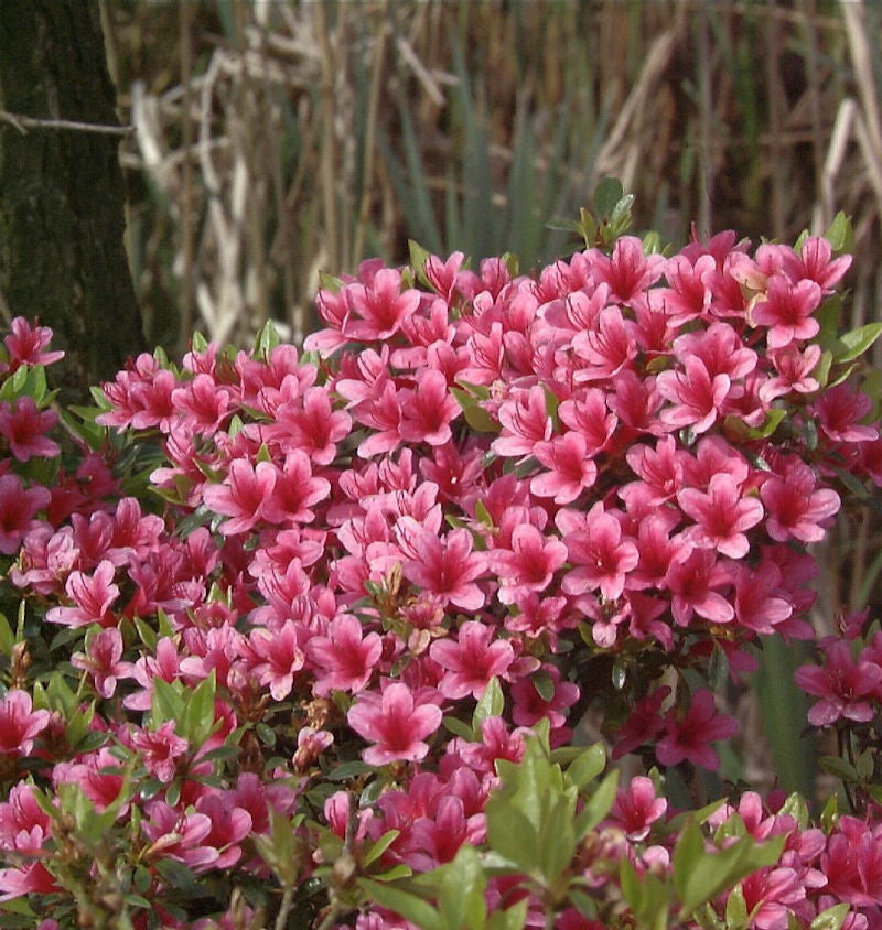 Japanische Azalee Silvester 20-25cm - Rhododendron Obtusum - Zwerg Alpenrose