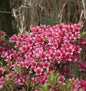  Japanische Azalee Silvester 20-25cm - Rhododendron Obtusum - Zwerg Alpenrose