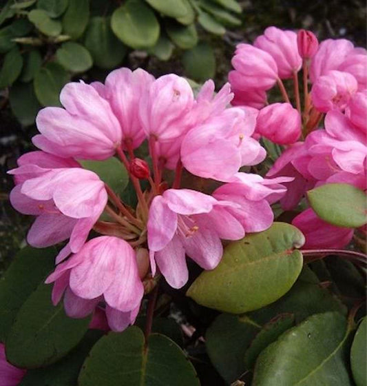  Glockenblütige Wild Rhododendron 30-40cm - Rhododendron Orbiculare