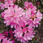  Rhododendron Graziella 20-25cm - Rhododendron Ponticum