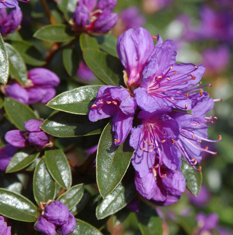  Zwerg Rhododendron Blue Wonder 15-20cm - Rhododendron Russatum - Zwerg Alpenrose