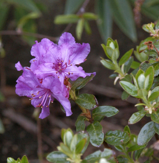  Zwerg Rhododendron Chamaeunum 15-20cm - Rhododendron Saluenense