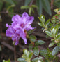  Zwerg Rhododendron Chamaeunum 15-20cm - Rhododendron Saluenense