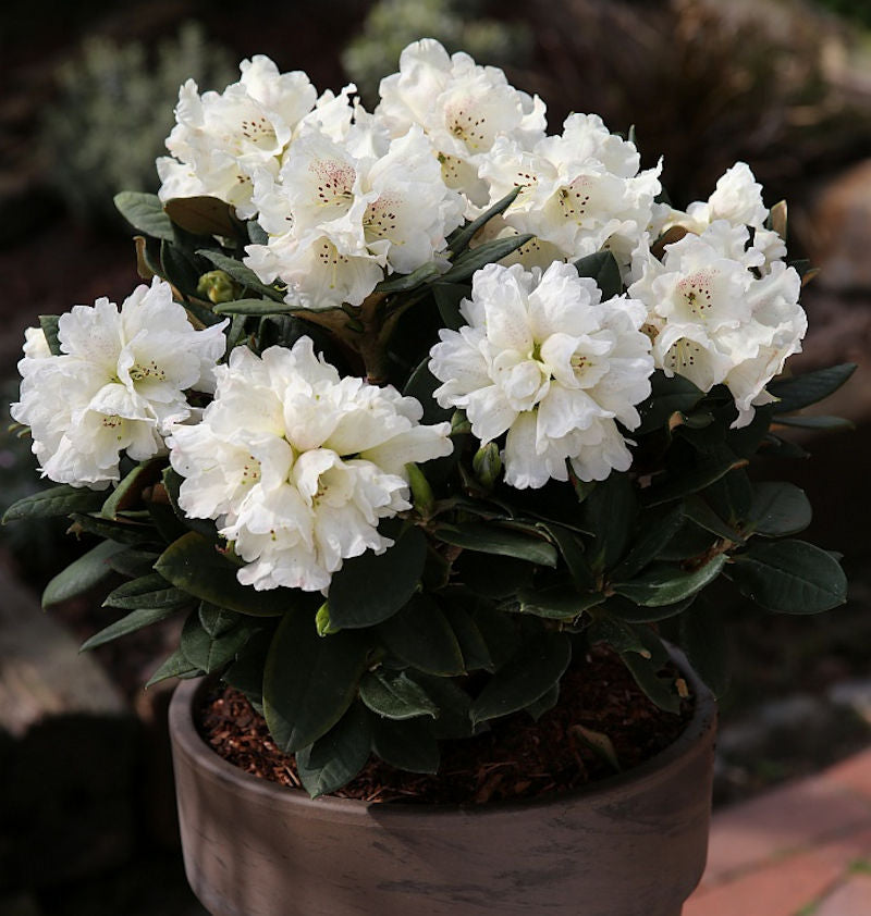  Großblumige Rhododendron Honigduft 30-40cm - Alpenrose