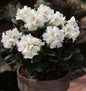  Großblumige Rhododendron Honigduft 30-40cm - Alpenrose