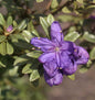  Rhododendron Tricanthum 50-60cm
