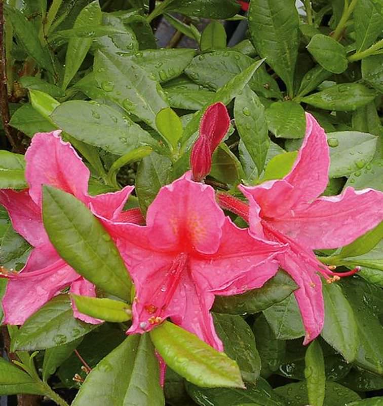  Rhododendron Jolie Madame 60-70cm - Rhododendron Viscosum