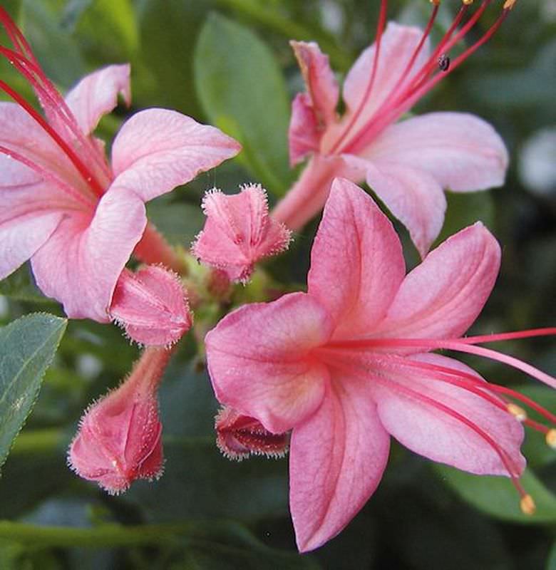  Rhododendron Pink And Sweet 60-80cm - Rhododendron Viscosum