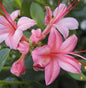  Rhododendron Pink And Sweet 60-80cm - Rhododendron Viscosum