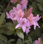  Rhododendron Soir De Paris 60-80cm - Rhododendron Viscosum