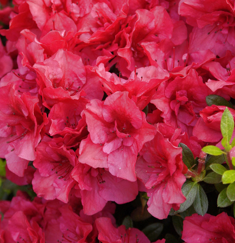  Rhododendron Kaminduft 30-40cm - Rhododendron Viscosum