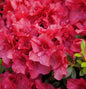  Rhododendron Kaminduft 30-40cm - Rhododendron Viscosum