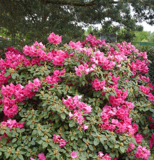  Rhododendron August Lamken 30-40cm - Rhododendron Williamsianum - Alpenrose