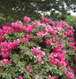  Rhododendron August Lamken 30-40cm - Rhododendron Williamsianum - Alpenrose