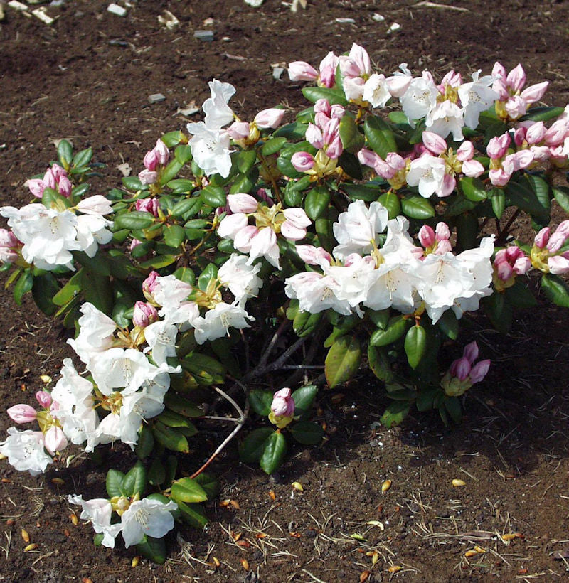  Rhododendron Gartendirektor Rieger 30-40cm - Rhododendron Williamsianum