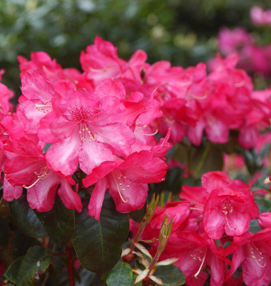  INKARHO - Rhododendron Lissabon 40-50cm - Rhododendron Williamsianum