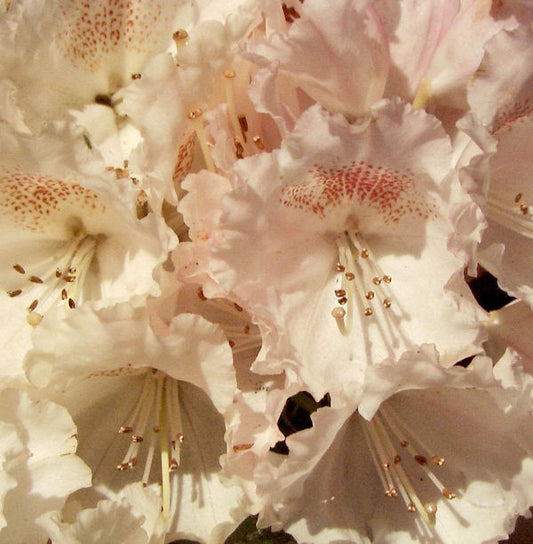 Hochstamm Rhododendron Heinjes Zauberflöte 80-100cm - Alpenrose