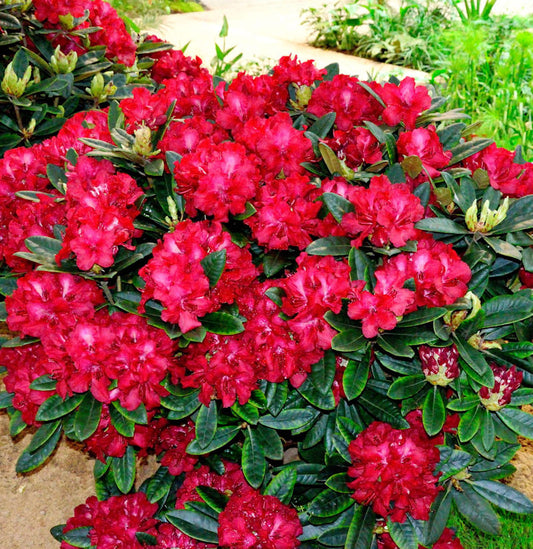  INKARHO - Rhododendron Sardana 40-50cm - Alpenrose