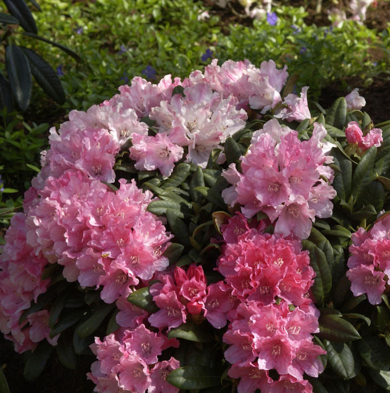  INKARHO - Rhododendron Colibri 15-20cm - Alpenrose