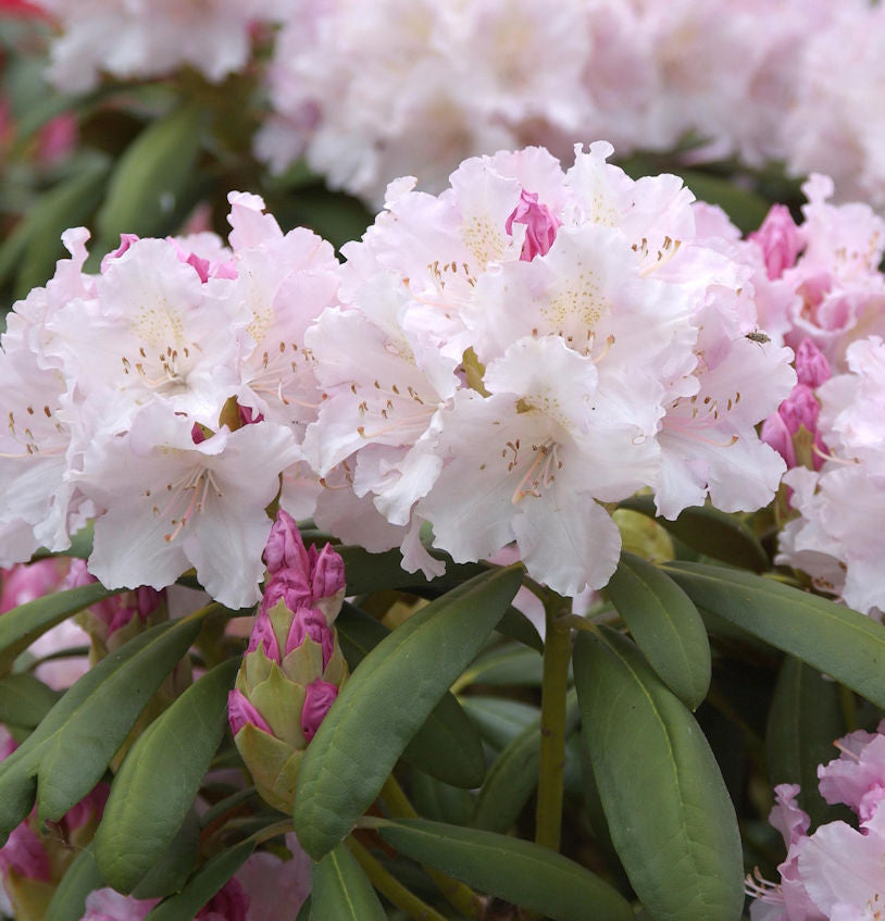  Rhododendron Schneewolke 25-30cm - Rhododendron Yakushimanum