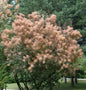  Perückenstrauch Rubrufolius 40-60cm - Cotinus Coggygria
