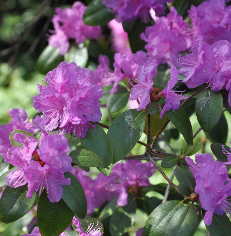  Klein-blütige Rhododendron 40-50cm - Rhododendron Minus