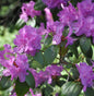  Klein-blütige Rhododendron 40-50cm - Rhododendron Minus