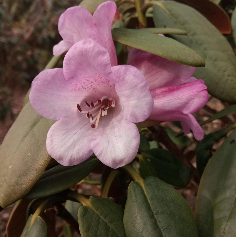  Frühe Rhododendron February Dawn 25-30cm - Alpenrose