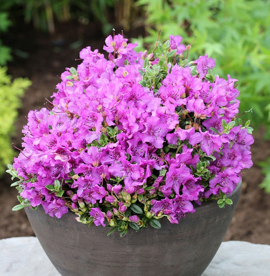  Duftkissen Zwerg Rhododendron 25-30cm - Rhododendron Radicans