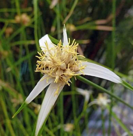  Schnabelriede Sternentänzer - Großer Topf - Rhynchospora Colorata