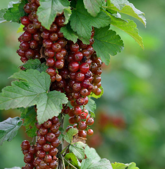  Rote Johannisbeere Rosetta 30-40cm - Ribes Rubrum