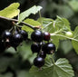  Hochstamm Schwarze Johannisbeere Ben Sarek 60-80cm - Ribes Nigrum