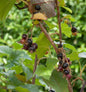  Schwarze Johannisbeere Titania 40-60cm - Ribes Nigrum