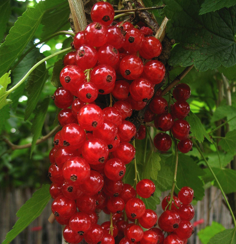  Hochstamm Rote Johannisbeere Jonkheer Van Tets 60-80cm - Ribes Rubrum