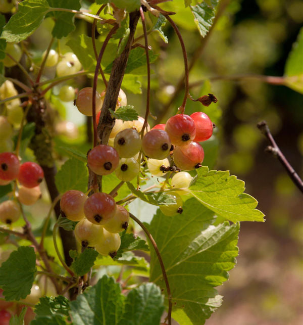  Rote Johannisbeere Rolan 30-40cm - Ribes Rubrum