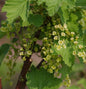  Weiße Johannisbeere Witte Parel 40-60cm - Ribes Rubrum