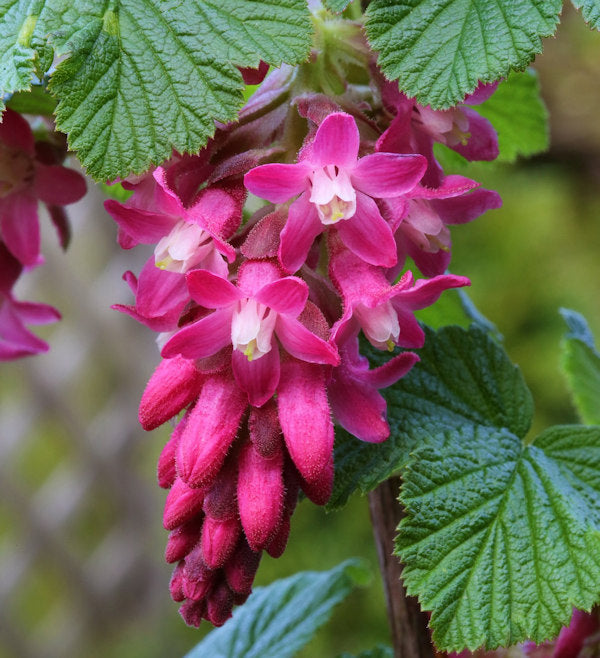  Blut Zierjohannisbeere King Edward VII 125-150cm - Ribes Sanguineum