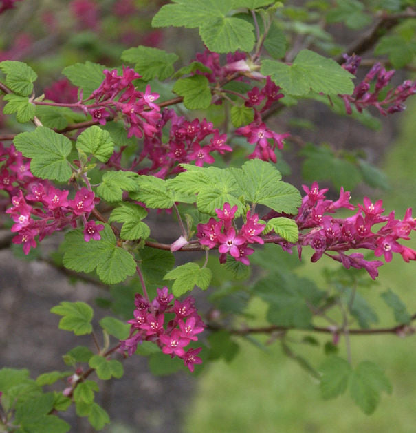  Blut Johannisbeere Pulborough Scarlet 60-80cm - Ribes Sanguineum