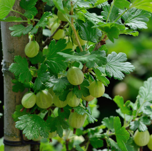  Hochstamm Stachelbeere Captivator 60-80cm - Ribes Uva-crispa