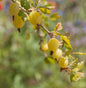  Hochstamm Stachelbeere Mucurines 100-125cm - Ribes Uva-crispa
