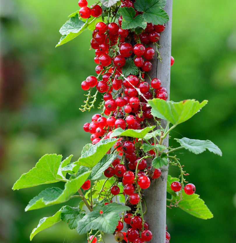  Hochstamm Rote Johannisbeere Haronia 100-125cm - Ribes Rubrum