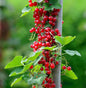  Hochstamm Rote Johannisbeere Haronia 100-125cm - Ribes Rubrum