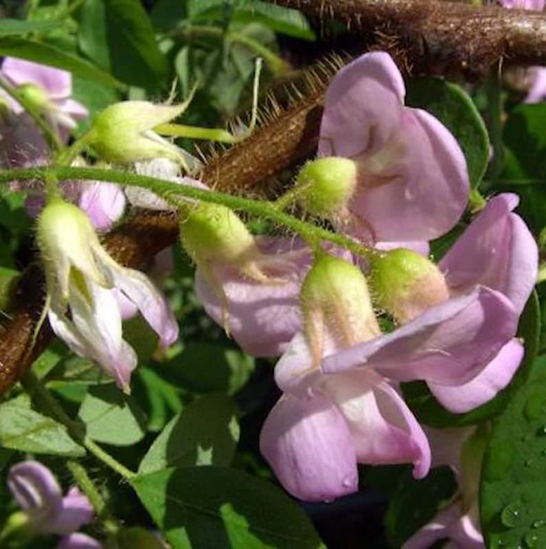 Pink Blühende Akazie Pink Cascade 40-60cm - Robinia Hispida
